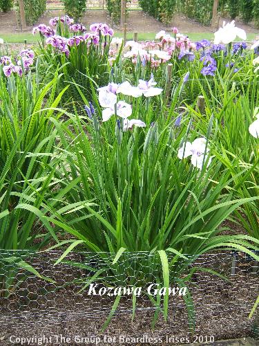 16 Kozawa Gawa